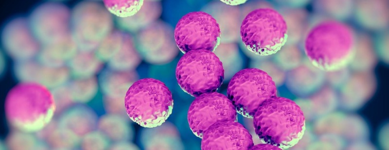 staphylococcus pseudepidermitis